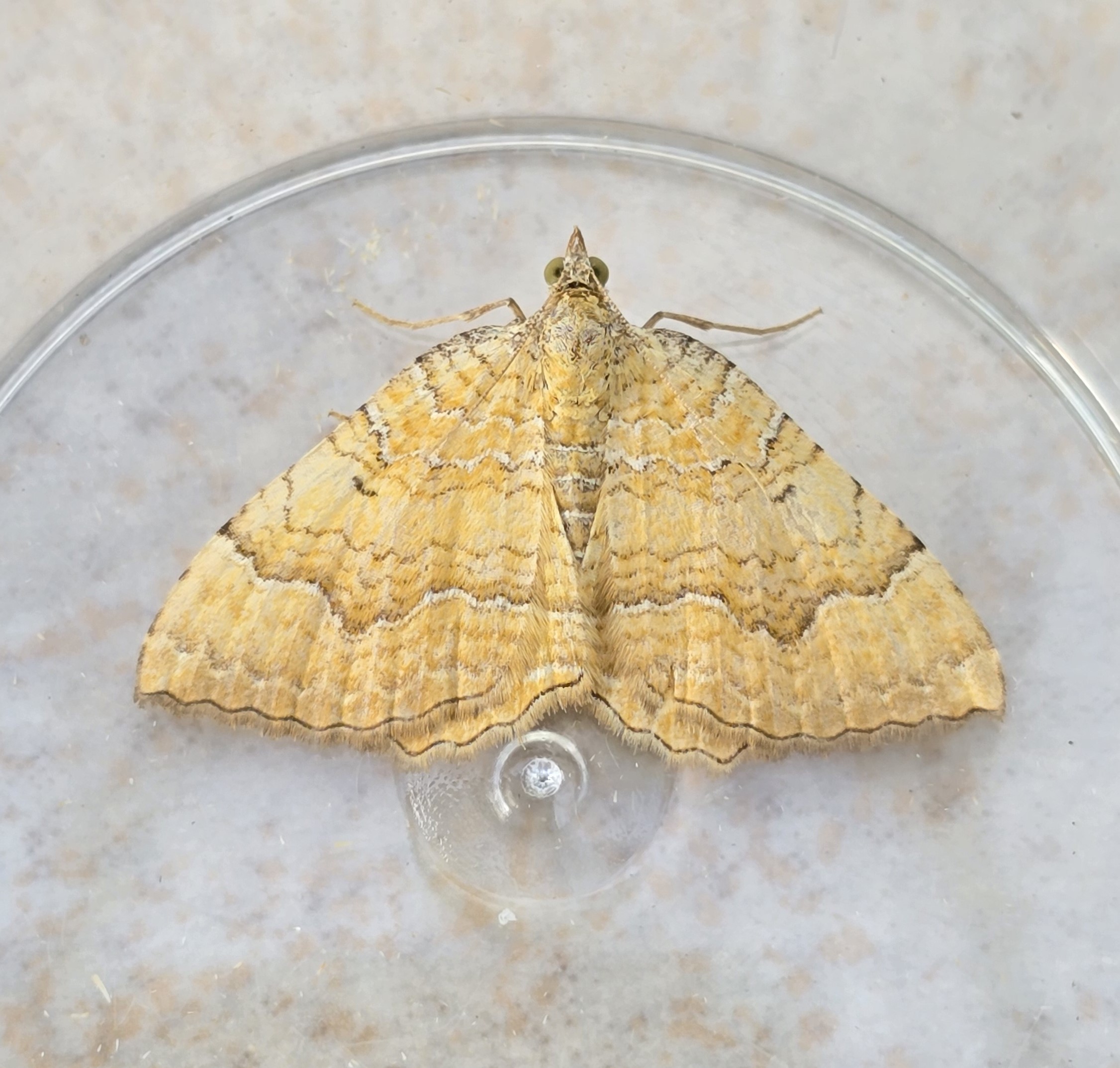 Photo of Yellow Shell (Camptogramma bilineata)
